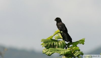 Ani  bec lisseSmooth-billed AniChepo 15 janvier 2014