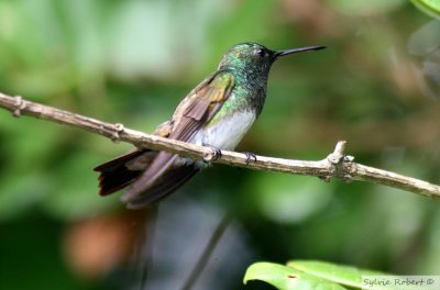 Ariane dEdwardSnowy-bellied HummingbirdCerro Azul 15 janvier 2014