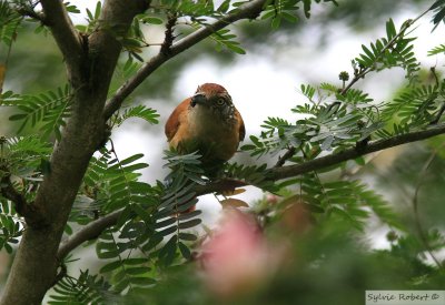 Batara rayBarred AntshrikeBirding by boat on the Panama Canal 11 janvier 2014