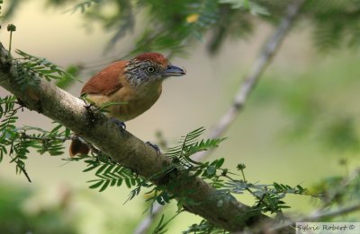 Batara rayBarred AntshrikeBirding by boat on the Panama Canal 11 janvier 2014