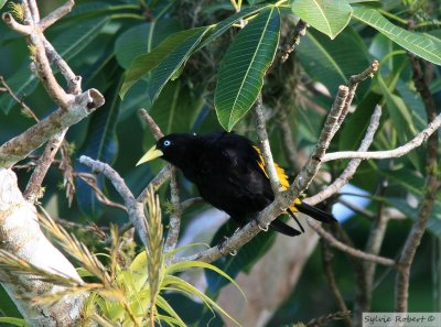 Cacique cul-jauneYellow-rumped CaciqueBirding by boat on the Panama Canal 11 janvier 2014