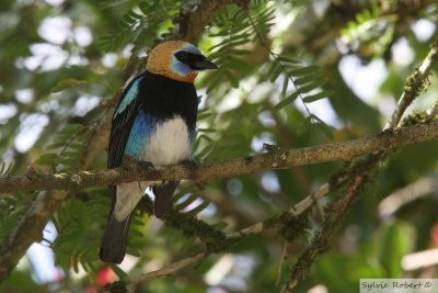 Calliste  coiffe dorGolden-hooded TanagerGamboa Rainforest Resort 16 janvier 2014