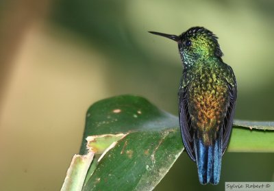 Colibri de JulieViolet-bellied HummingbirdPipeline Road's Discovery Centre 14 janvier 2014