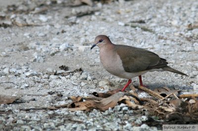 Colombe de Verreaux <br>White-tipped Dove<br>Gamboa Rainforest Resort <br>11 janvier 2014