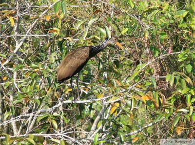 Courlan brunLimpkinBirding by boat on the Panama Canal 11 janvier 2014