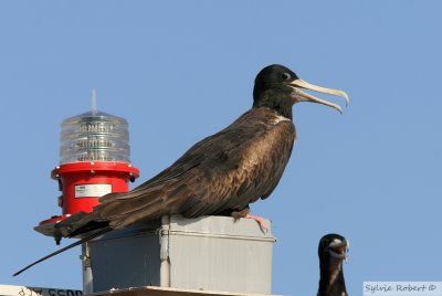 Frgate superbeMagnificent FrigatebirdBirding by boat on the Panama Canal 11 janvier 2014