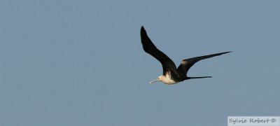 Frgate superbeMagnificent FrigatebirdBirding by boat on the Panama Canal 11 janvier 2014