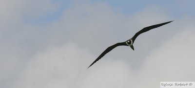 Frgate superbeMagnificent FregatebirdBirding by boat on the Panama Canal 11 janvier 2014