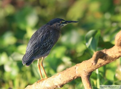 Hron vertGreen HeronBirding by boat on the Panama Canal 11 janvier 2014