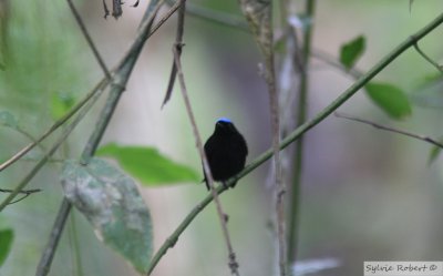 Manakin  tte bleueBlue-crowned ManakinPipeline Road's Discovery Centre 13 janvier 2014