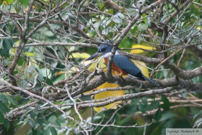 Martin-pcheur  ventre rouxRinged KingfisherBirding by boat on the Panama Canal 11 janvier 2014