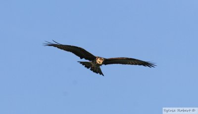 Milan des maraisSnail KiteBirding by boat on the Panama Canal 11 janvier 2014