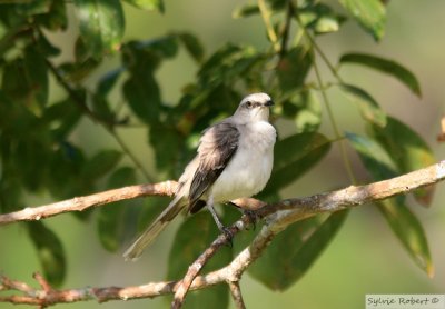 Moqueur des savanesTropical Mockingbird Gamboa Rainforest Resort 10 janvier 2014