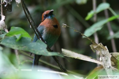 Motmot  bec largeBroad-billed MotmotPipeline Road 13 janvier 2014