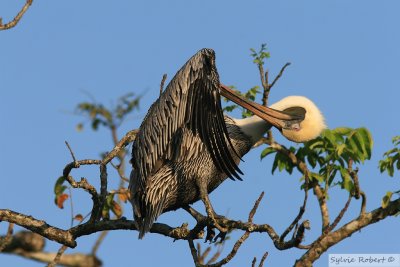 Plican brunBrown Pelican Birding by boat on the Panama Canal 11 janvier 2014