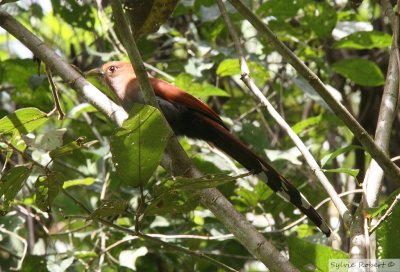 Piaye cureuilSquirrel CuckooPipeline Road 13 janvier 2014