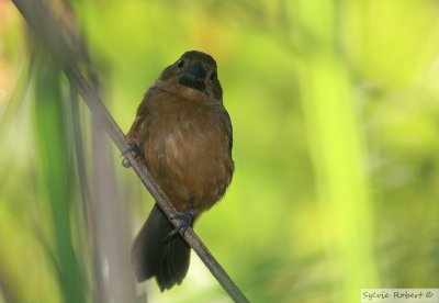 Sporophile  bec fortThick-billed Seed-FinchGamboa Rainforest Resort 16 janvier 2014