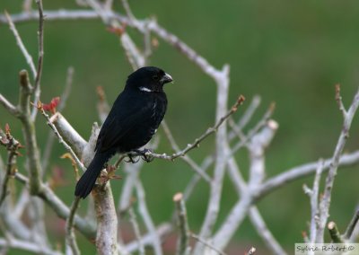 Sporophile variableVariable SeedeaterGamboa Rainforest Resort 11 janvier 2014