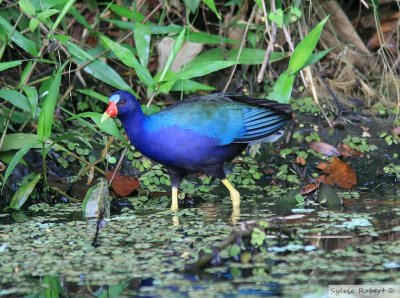 Talve violacePurple Gallinule Birding by boat on the Panama Canal 11 janvier 2014