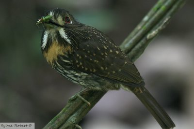 Tamatia de LafresnayeWhite-whiskered PuffbirdPipeline Road 13 janvier 2014