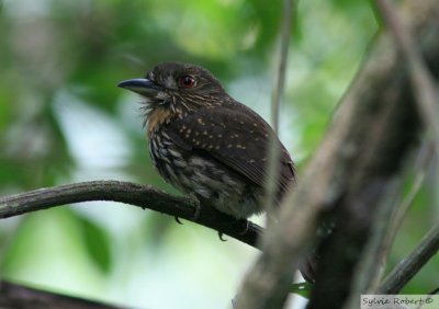 Tamatia de LafresnayeWhite-whiskered PuffbirdPipeline Road 13 janvier 2014