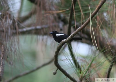 Tangara  paulettes blanchesWhite-shouldered TanagerGamboa Rainforest Resort 11 janvier 2014