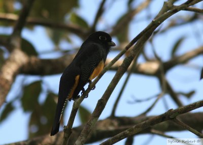 Trogon auroreBlack-throated TrogonGamboa Rainforest Resort 10 janvier 2014