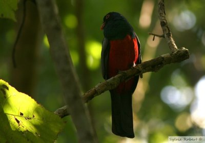 Trogon de MassnaSlaty-tailed TrogonMetropolitan Park 12 janvier 2014