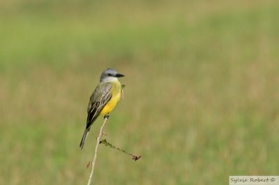 Tyran mlancoliqueTropical Kingbird Gamboa Rainforest Resort 10 janvier 2014