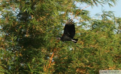 Urubu noirBlack VultureGamboa Rainforest Resort 12 janvier 2014