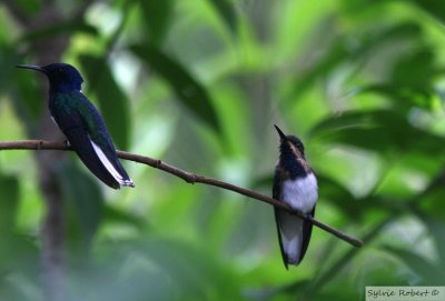 Colibris Jacobin - Adulte et juvnileWhite-necked JacobinPipeline Road's Discovery Centre 14 janvier 2014