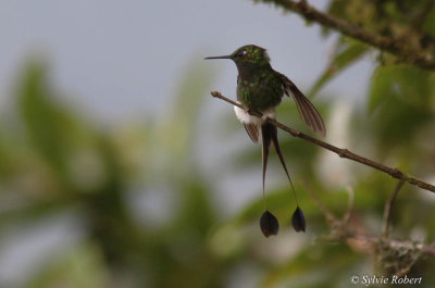 Haut-de-chausses  palettes / Ocreatus underwoodii / Booted Racket-tail