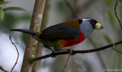 Cabzon toucan / Semnornis ramphastinus / Toucan Barbet