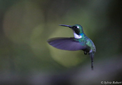Colibri de Geoffroy / Schistes geoffroyi / Wedge-billed Hummingbird