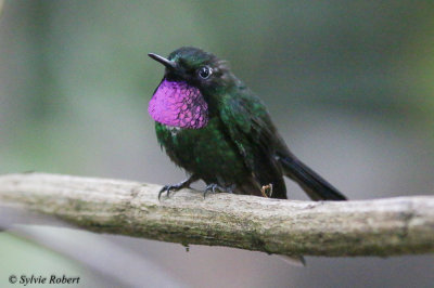 Colibri de Benjamin / Urosticte benjamini / Purple-bibbed Whitetip