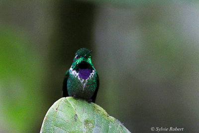 Colibri de Benjamin / Urosticte benjamini / Purple-bibbed Whitetip