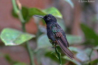 Colibri de Jardine / Boissonneaua jardini / Velvet-purple Coronet