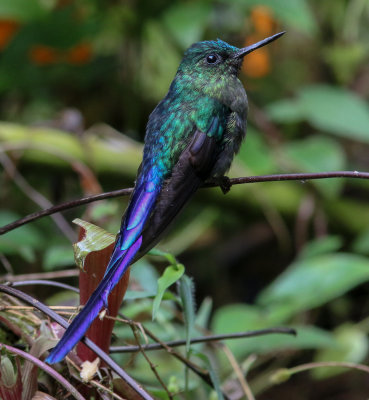 Sylphe  queue violette - Aglaiocercus coelestis - Violet-tailed Sylph