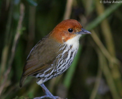 Grallaire  tte rousse - Grallaria ruficapilla - Chestnut-crowned Antpitta