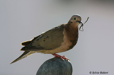 Tourterelle oreillarde / Zenaida auriculata / Eared Dove