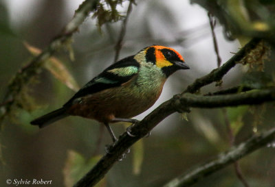 Calliste  face rouge / Tangara parzudakii / Flame-faced Tanager