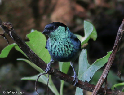 Calliste  calotte noire / Tangara heinei / Black-capped Tanager