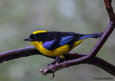 Tangara somptueux / Anisognathus somptuosus / Blue-winged Mountain-tanager