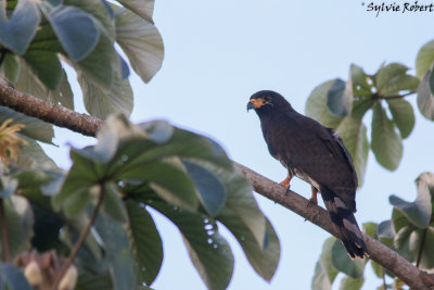 Buse urubu / Buteogallus urubitinga / Great Black-Hawk