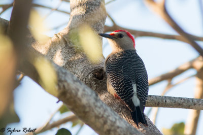 Pic du Yucatan / Melanerpes pygmaeus / Yucatan Woodpecker