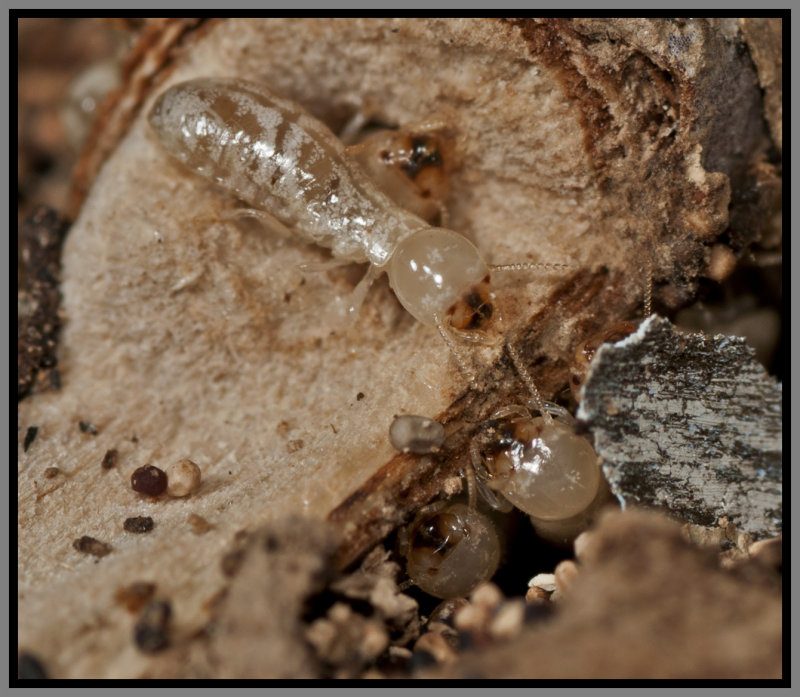 Drywood Termites (Incisitermes snyderi)