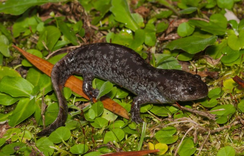 Mole Salamander (Ambystoma talpoideum)