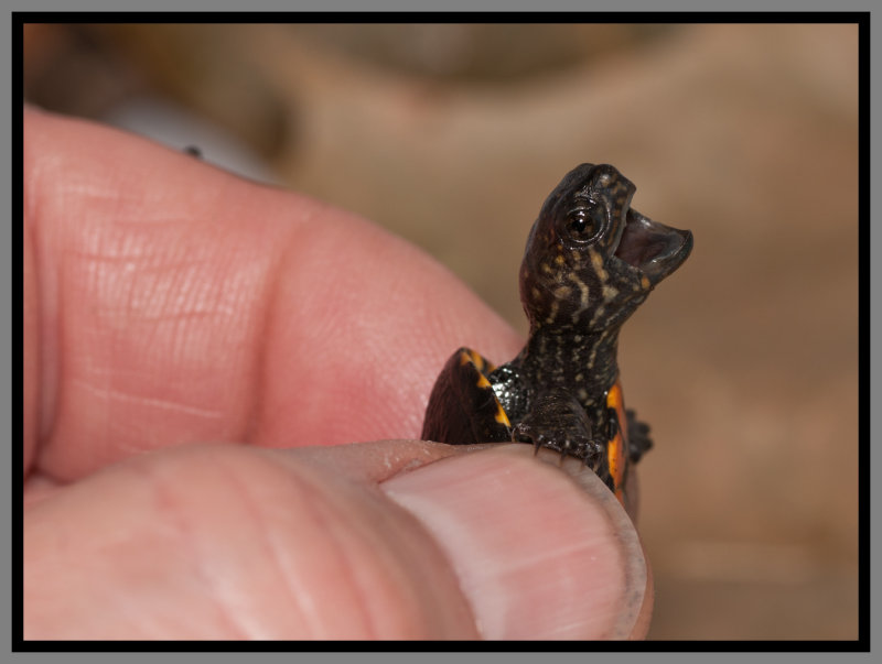 Florida Mud Turtle (Kinosternon steindachneri)