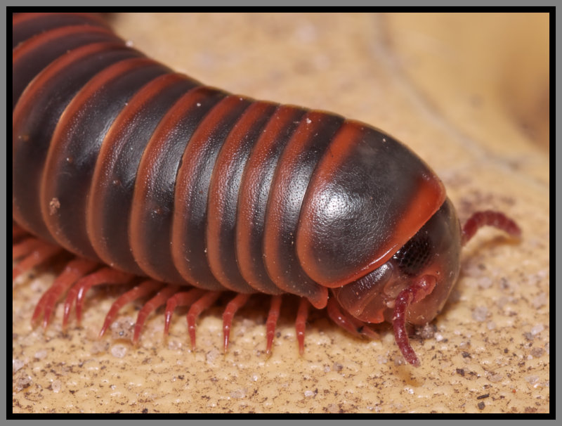 Millipede (Narceus americanus)