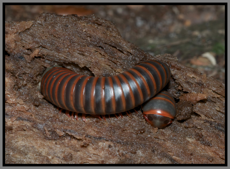 Narceus americanus